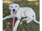 Adopt Jo of Little Women ATX a Great Pyrenees