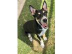 Adopt Laiyka a Australian Kelpie, German Shepherd Dog