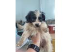 Adopt Florence a Pomeranian, Mixed Breed
