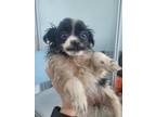 Adopt Berlin a Pomeranian, Mixed Breed