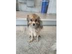 Adopt Versailles a Pomeranian, Mixed Breed