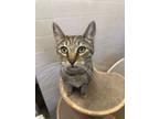 Adopt Darla a Domestic Short Hair