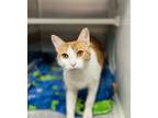 Adopt September a Domestic Short Hair