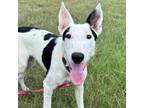 Adopt Chloe a Collie, Mixed Breed