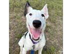 Adopt Clara a Collie, Mixed Breed