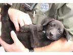 Adopt Moon Pie a Shepherd, Mixed Breed