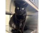 Adopt Ms. Raven a Domestic Long Hair