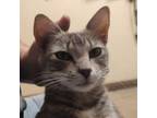 Adopt Chatty Cathy a Domestic Short Hair