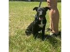 Adopt Willow a Black Labrador Retriever