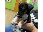 Adopt Noel a Jack Russell Terrier