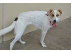 Adopt India a Great Pyrenees