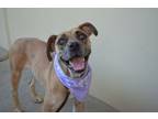 Adopt Seine a Catahoula Leopard Dog