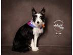 Adopt Mika a Border Collie