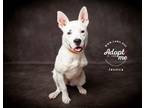 Adopt Jessica a Pit Bull Terrier