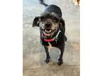 Adopt Kippie a Schnauzer