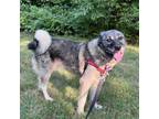 Adopt Sheba Sloane a Norwegian Elkhound