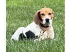 Adopt Bunny a Beagle, Hound