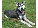 Adopt Luna a Husky, German Shepherd Dog