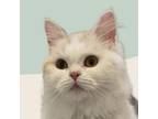 Adopt Minnie Kuwait -- no longer available a Domestic Long Hair, Persian