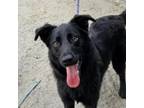 Adopt Dakota a German Shepherd Dog