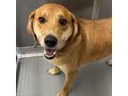 Adopt Alexia a Hound