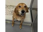 Adopt Alexandria a Hound