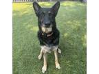 Adopt Angel a German Shepherd Dog
