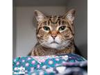Adopt Chloe - Available from Foster a Domestic Short Hair