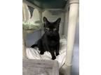 Adopt Florence a Domestic Short Hair