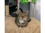 Adopt Paisley a Domestic Short Hair
