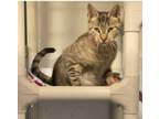 Adopt Taylor a Domestic Short Hair