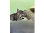 Adopt Aurora a Domestic Short Hair