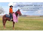 Registered Missouri Foxtrotter