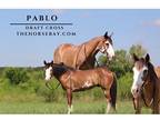 Roan Draft X Gelding