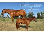 Sorrel AQHA Mare
