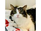 Adopt Carley a Domestic Medium Hair