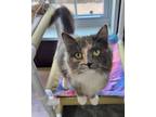 Adopt Riley a Domestic Long Hair