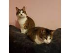 Adopt Daisy a Domestic Short Hair