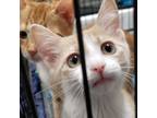 Adopt Pepper Marvel a Domestic Short Hair