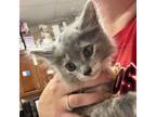 Adopt Satin a Domestic Medium Hair