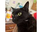 Adopt Sabrina a Domestic Short Hair