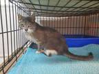 Adopt KT a Domestic Short Hair