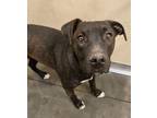 Adopt Aspen a Pit Bull Terrier, Mixed Breed