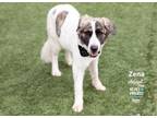 Adopt Zena a Great Pyrenees, Mixed Breed