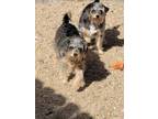Adopt Sox a Miniature Pinscher, Terrier