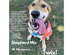 Adopt Twix a German Shepherd Dog