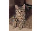 Adopt Willow a Tabby, Domestic Short Hair