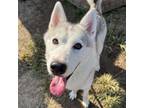 Adopt Mishka a Husky