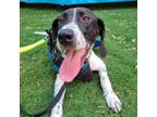 Adopt Olivia a Hound, Pointer