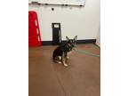 Adopt Rizzo a Pit Bull Terrier